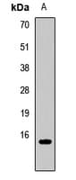 CCL21 / SLC Antibody