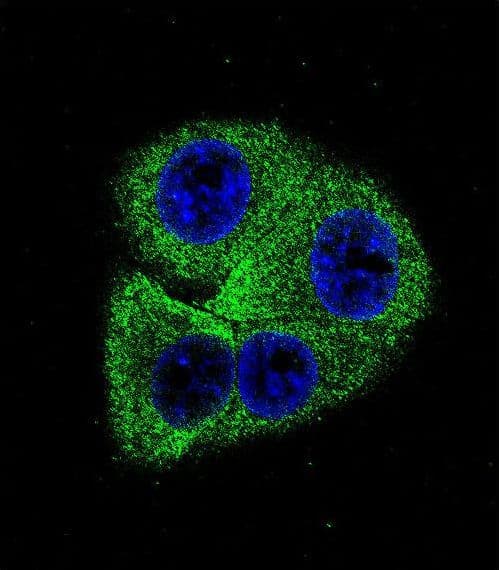 PathPlus™ SPP1 / Osteopontin Antibody (aa14-40)