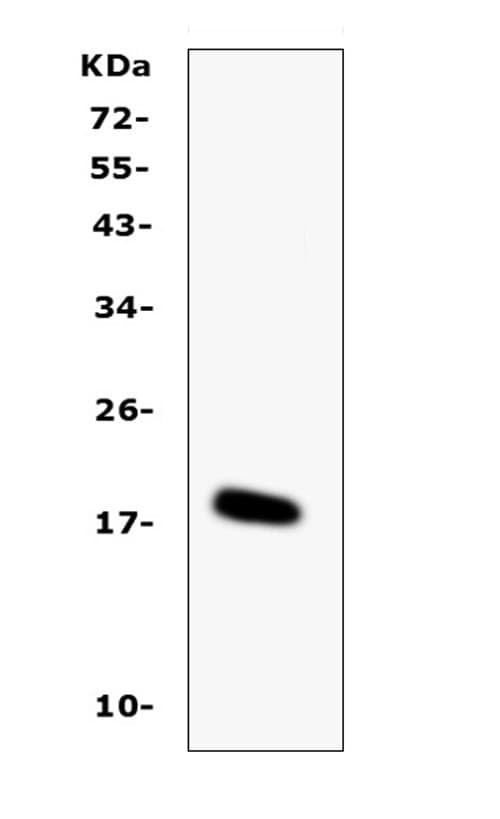 Polyclonal Rabbit anti-Mouse IL16 Antibody (WB)