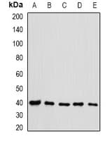 EIF3H / EIF3S3 Antibody