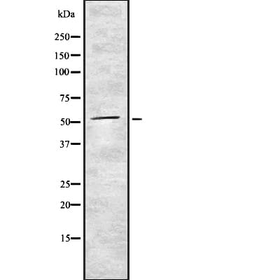 TRXR1 / TXNRD1 Antibody