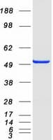 Human STAMBPL1 Protein (Recombinant Myc-DDK (Flag))