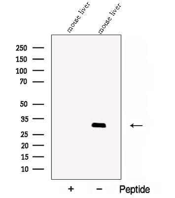 CBY1 / PGEA1 Antibody