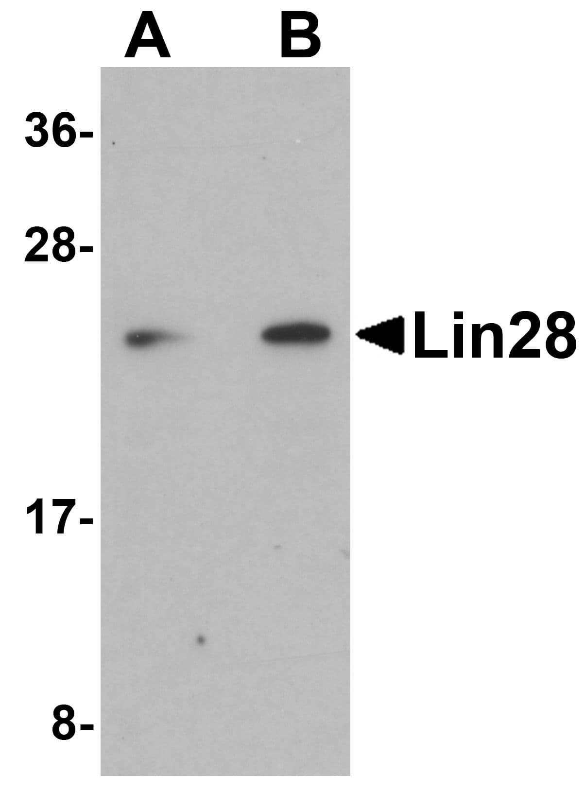 LIN28A / LIN28 Antibody