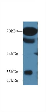 OS9 Antibody
