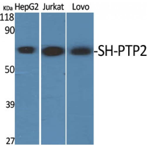 PTPN11 / SHP-2 / NS1 Antibody (520-600 aa)