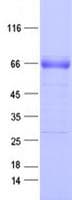 Human EPHA2 / EPH Receptor A2 Protein (Recombinant DDK,C-terminus)