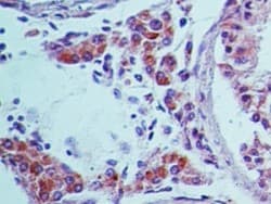 TRAF3IP1 Antibody (aa390-440)