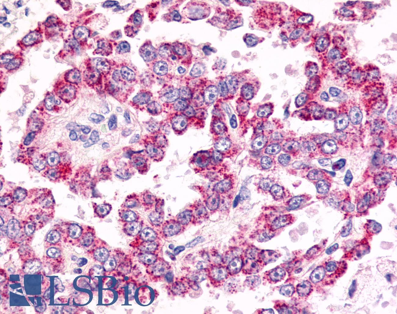 PathPlus™ GPR26 Antibody (Cytoplasmic Domain)