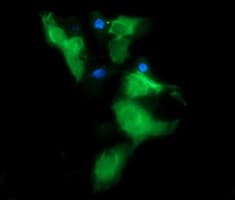 MSI2 Antibody (clone OTI2F10)