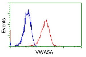 VWA5A Antibody (clone OTI3D6)