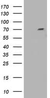 KIAA0517 / TRIM2 Antibody (clone OTI4D6)