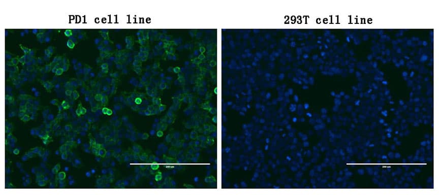 Monoclonal Mouse anti-Human PDCD1 / CD279 / PD-1 Antibody (clone OTI18F2, IF)