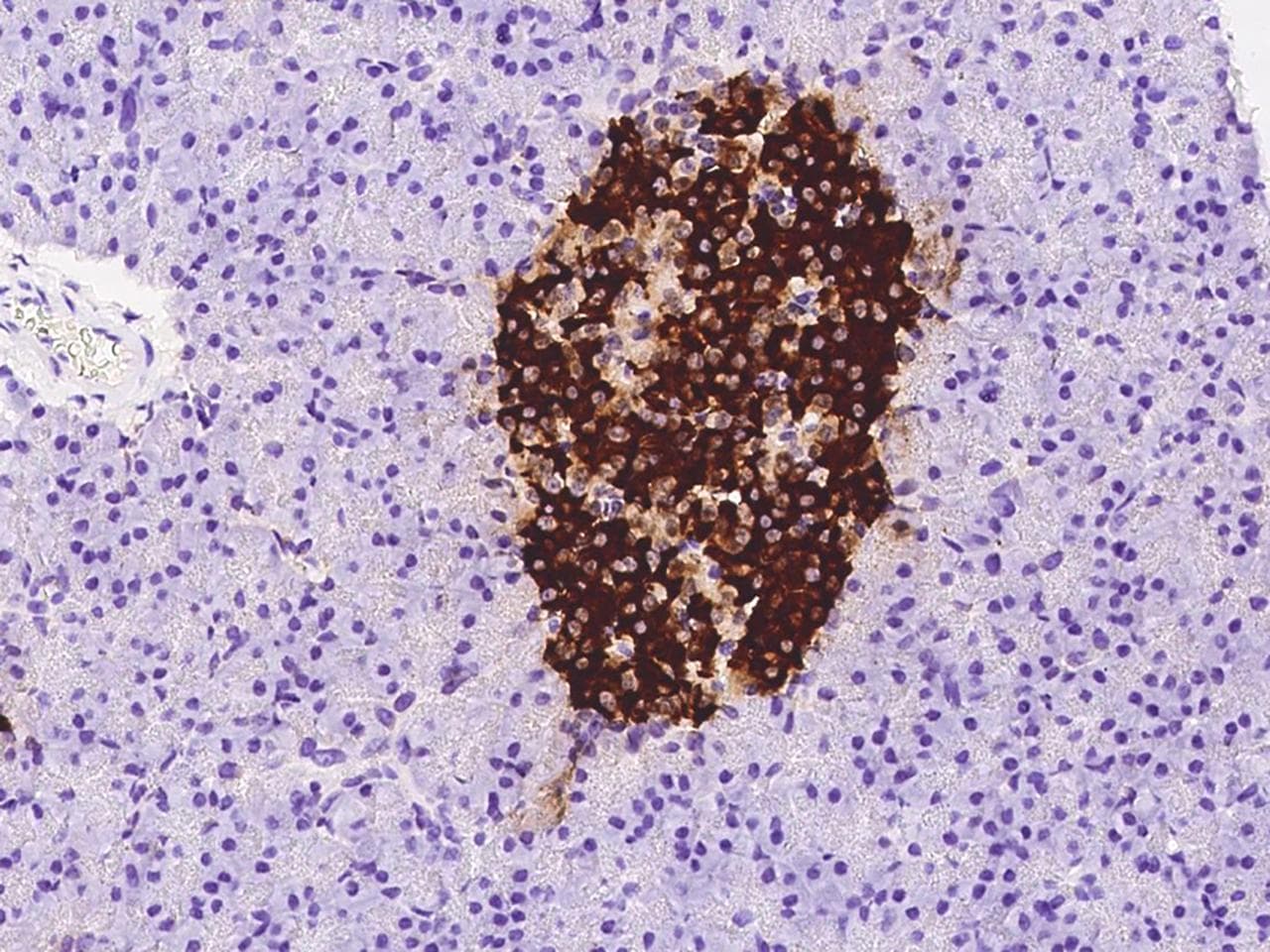 Insulin Antibody (clone 14, Preservative Free)