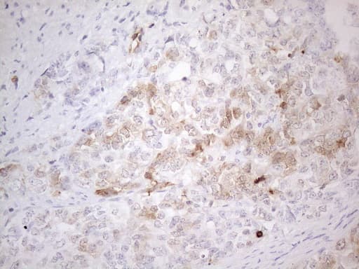 KCTD9 Antibody (aa1-223, clone OTI1D10)