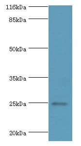 FGFBP2 Antibody (aa20-223, Biotin)