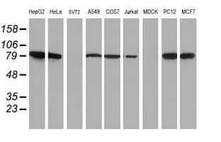 NLN / Neurolysin Antibody (clone OTI3G8, Carrier-free)