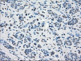 PPP5C Antibody (clone OTI4G8, Carrier-free)