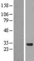 CCDC53 Protein (Over-Expression Lysate Myc-DDK (Flag))