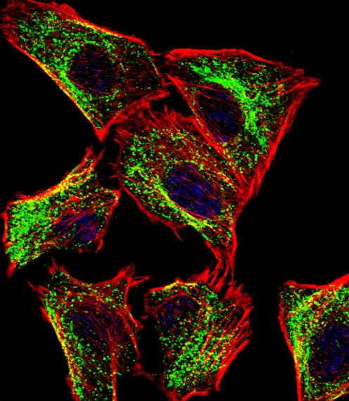 ATP5J Antibody (aa28-56)