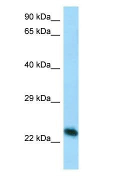 CREG / CREG1 Antibody (aa151-200)