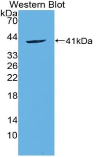 CCL20 / MIP-3-Alpha Antibody (aa24-95)