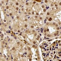 GGA2 Antibody