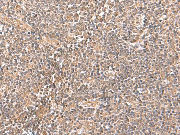 TRUB1 Antibody