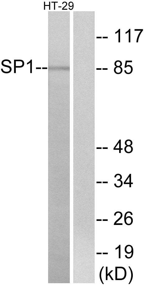 SP1 Antibody (p739)