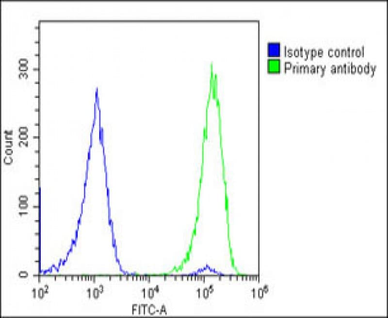 MYL2 Antibody (Internal)