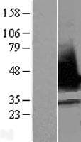 SR Protein / RNPS1 (Over-Expression Lysate Myc-DDK (Flag))