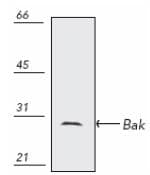 IHC-plus™ Polyclonal Rabbit anti-Human BAK1 / BAK Antibody (IHC, IF, WB)