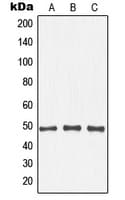Polyclonal Rabbit anti-Human NFKBIB / IKB Beta / IKBB Antibody (phospho-Thr19, IHC, WB)