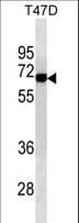 ALB / Serum Albumin Antibody (aa540-569)