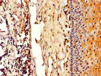 COL4A3BP / CERT Antibody