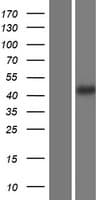 ENDOU Protein (Over-Expression Lysate Myc-DDK (Flag))