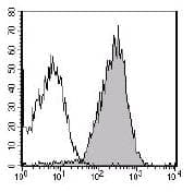 RET Antibody