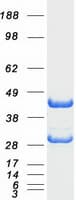 Human EF1B / EEF1B2 Protein (Recombinant Myc-DDK (Flag))