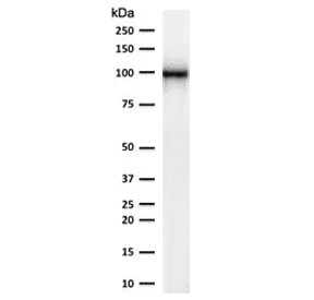 MME / CD10 Antibody (clone CDLA10-1, Azide-free, BSA-free)