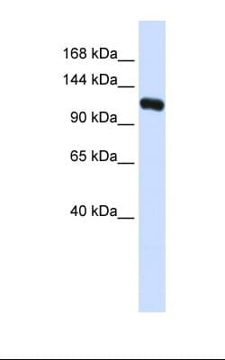 KIF5C Antibody (N-Terminus)
