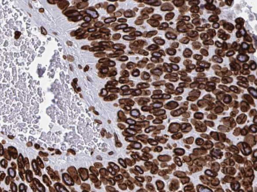 LMNB1 / Lamin B1 Antibody