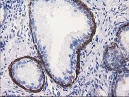 ALDH1L1 Antibody (clone OTI4D5)
