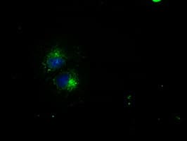 Monoclonal Mouse anti-Human CD4 Antibody (clone OTI4A11, IF, WB)
