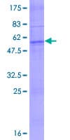 Human OR2C1 Protein (Recombinant GST)
