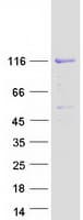 Human SP3 Protein (Recombinant Myc-DDK (Flag))