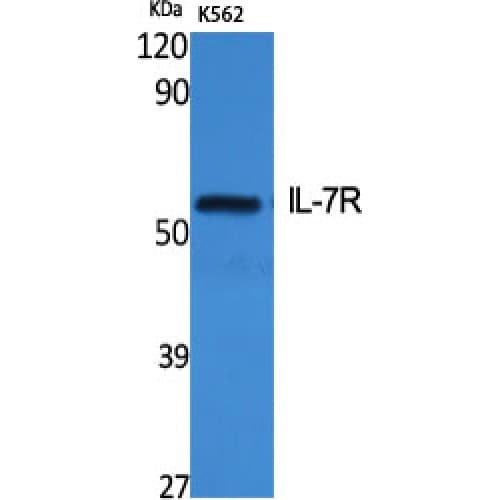 IL7R / CD127 Antibody (380-460 aa)