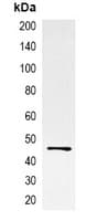 EBFP Tag Antibody