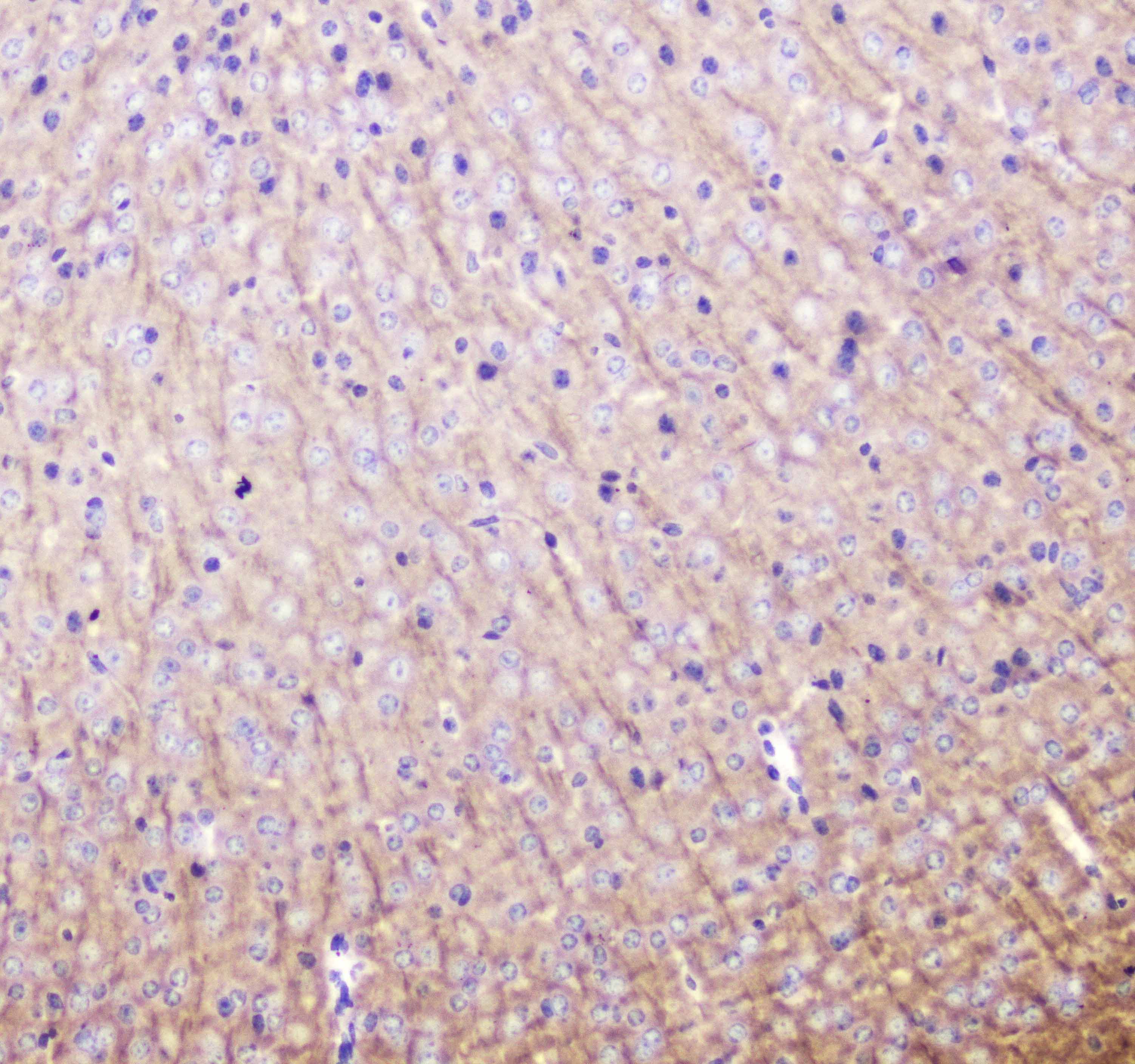 MAP1LC3A / LC3A Antibody