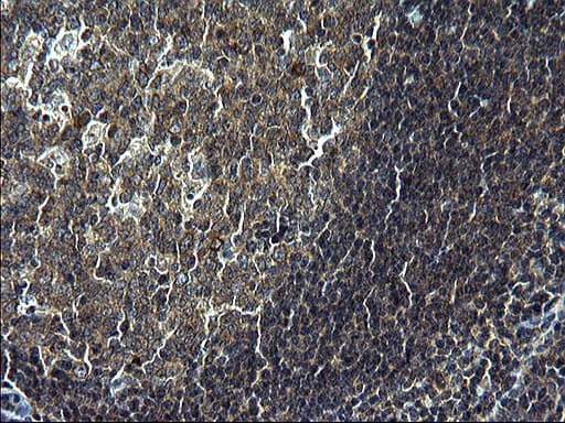 C12orf26 Antibody (clone OTI2B6, Carrier-free)