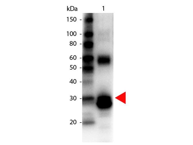 Asparaginase Antibody (Lyophilized, Biotin)